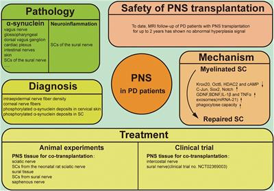 Role of the Peripheral Nervous System in PD Pathology, Diagnosis, and Treatment